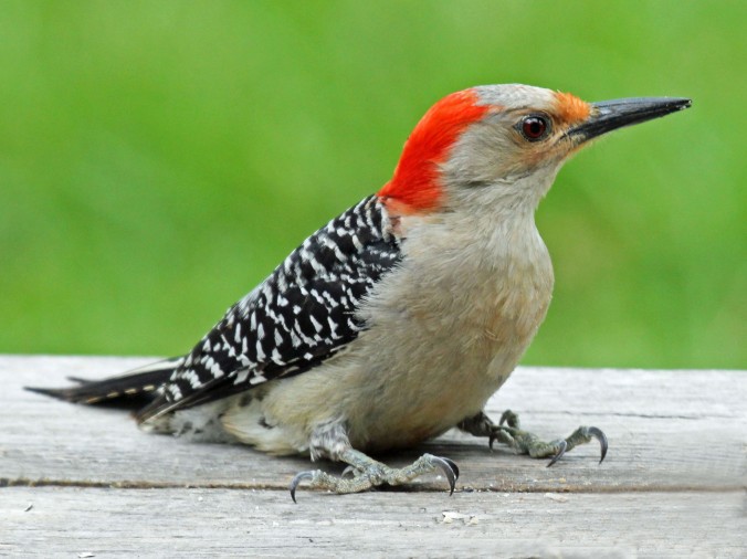 Red-bellied_Woodpecker_female_RWD4