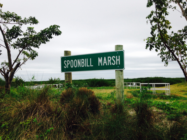 spoonbill-sign
