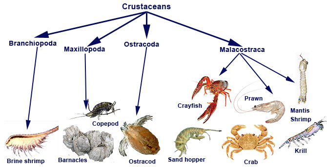 crustacian group