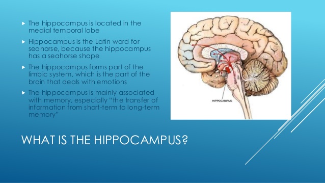 hippocampus-2-638