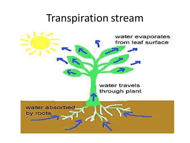 Transpiration stream