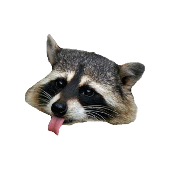 Raccoon-PNG-Clipart